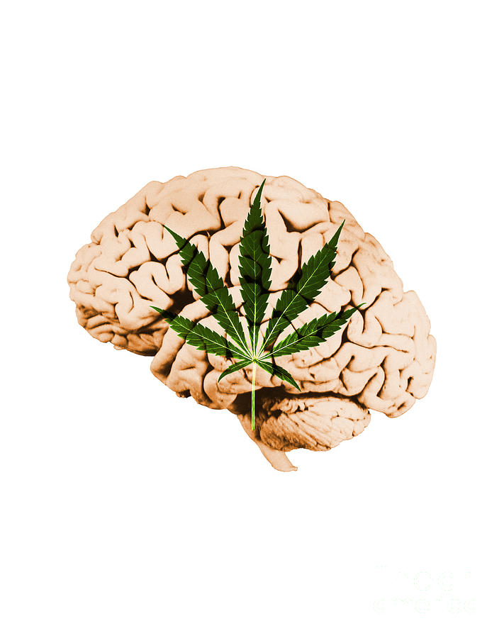 Brain And Marijuana, Illustration #5 Photograph by Mary Martin