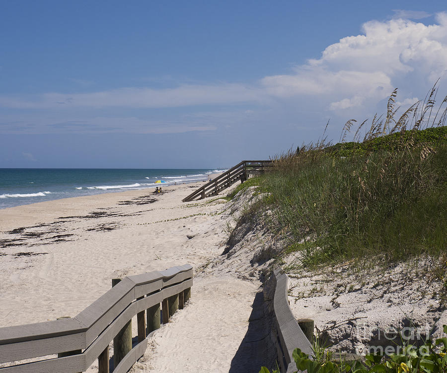 are dogs allowed on brevard county beaches