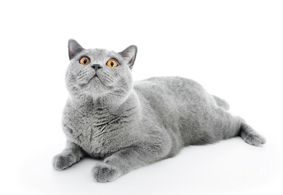 British Shorthair Cat Isolated On White Lying Photograph By