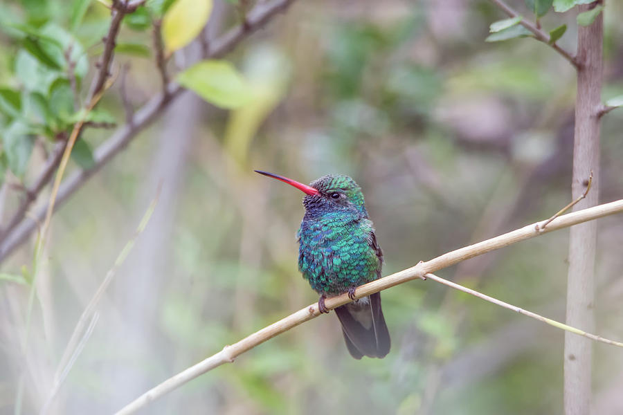 Broad-billed Hummingbird #5 Photograph by Tam Ryan