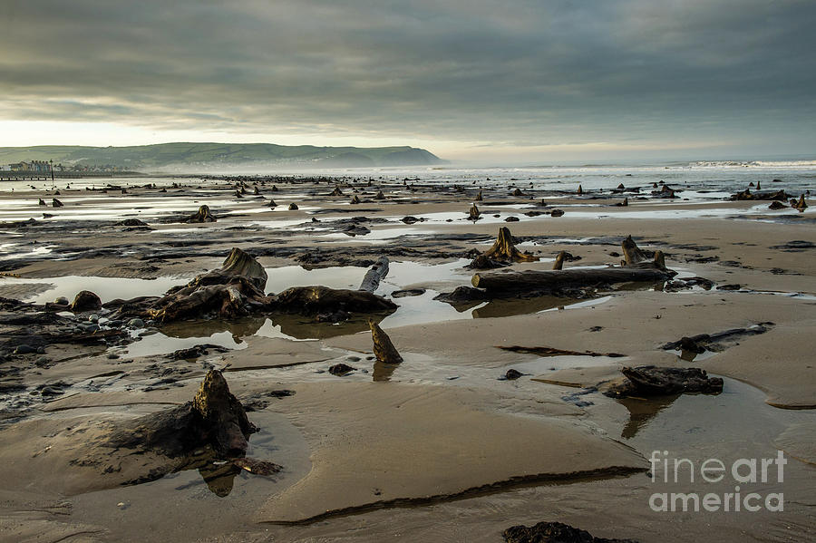 Bronze Age sunken forest at Borth on the West Wales Coast UK Photograph ...