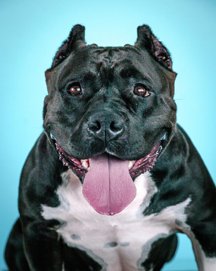 Dog Photograph - Brooklyn #5 by Pit Bull Headshots by Headshots Melrose