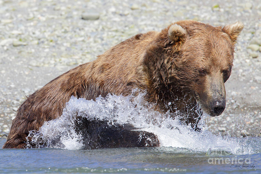 Brown Bear #5 Photograph by Steve Javorsky