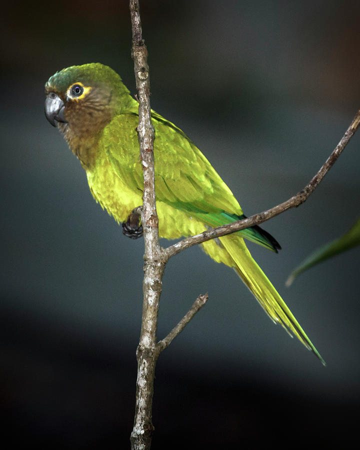 Brown Throated Parakeet La Macarena Colombia #5 Photograph by Adam Rainoff