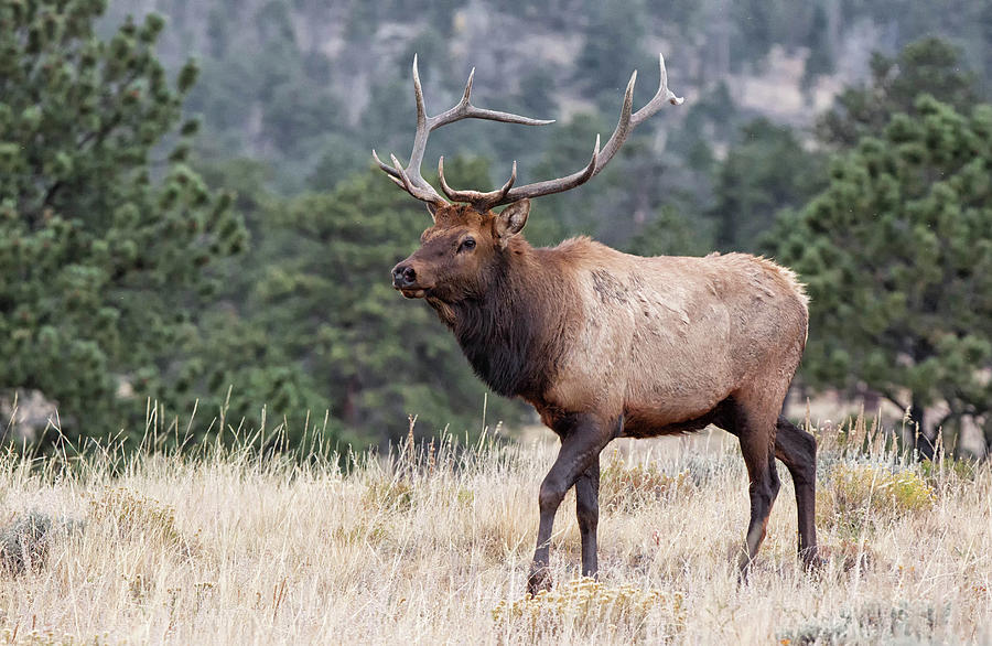 Bull Elk During Rut In Rocky Mountain National Park Photograph by ...