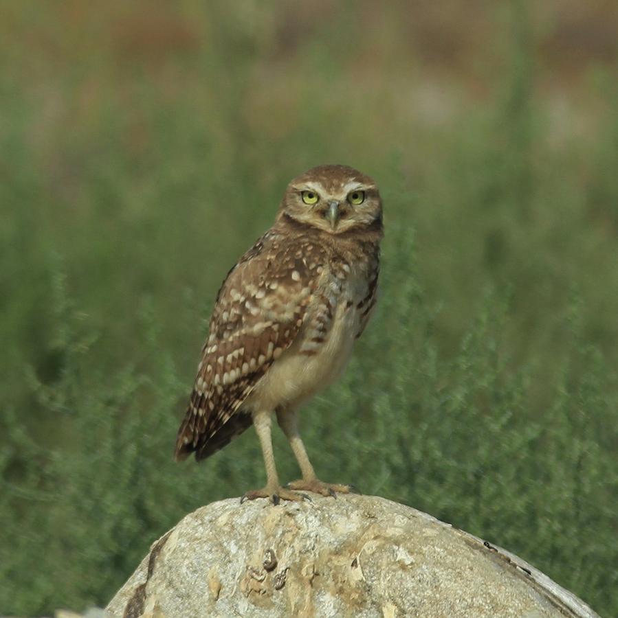 Burrowing Owl, Athene Cunicularia Photograph