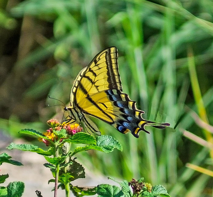 5 Butterflies - Butterfly 1 Photograph by Martin Jacobvitz - Fine Art ...