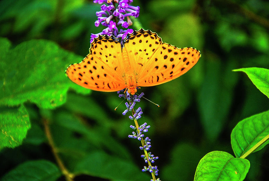 Butterfly and flower closeup #5 Photograph by Carl Ning