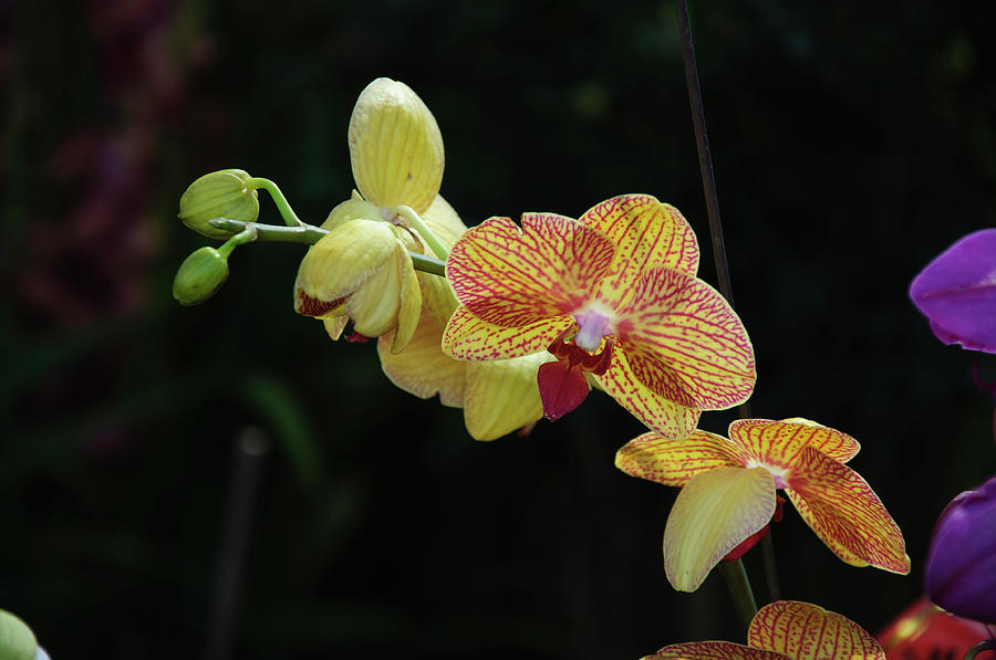 Butterfly orchid flowers #5 Photograph by Carl Ning