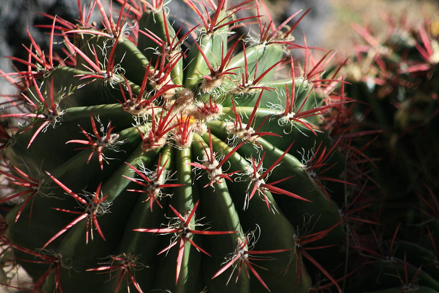 Cactus  #5 Photograph by Douglas Miller