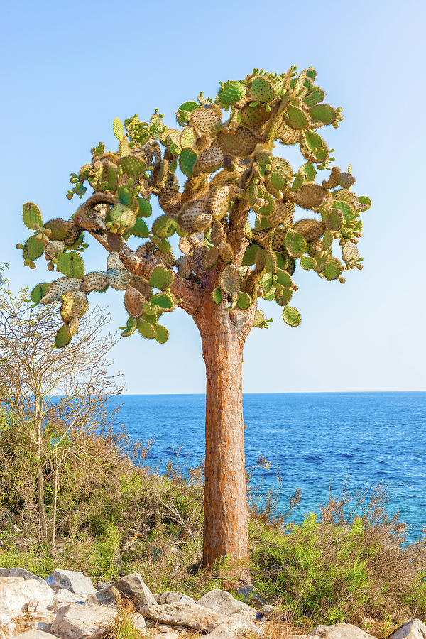 Cactus Trees In Galapagos Islands Photograph By Marek Poplawski Pixels