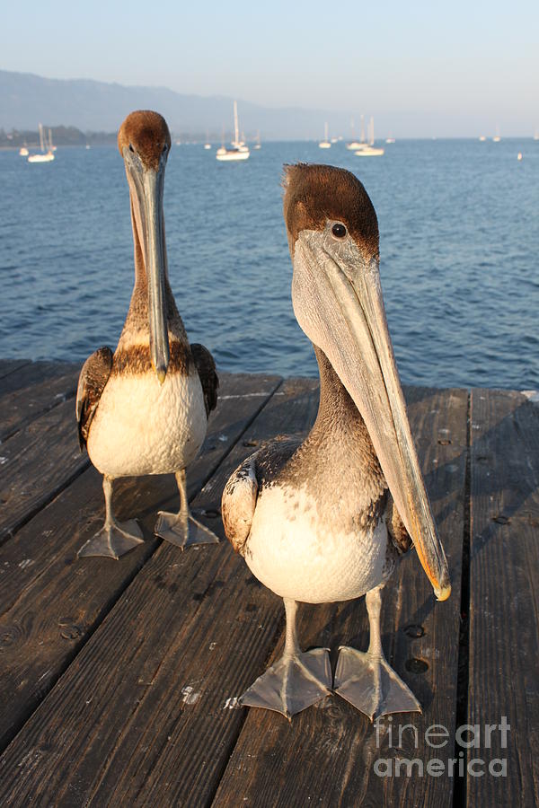 California Pelicans #5 Photograph by Henrik Lehnerer