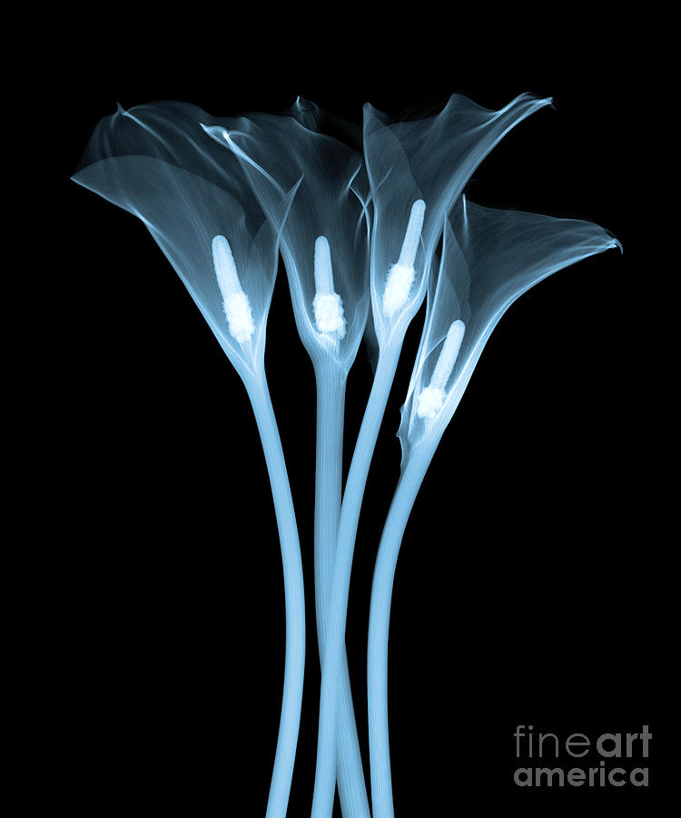 Calla Lily, X-ray #5 Photograph by Ted Kinsman