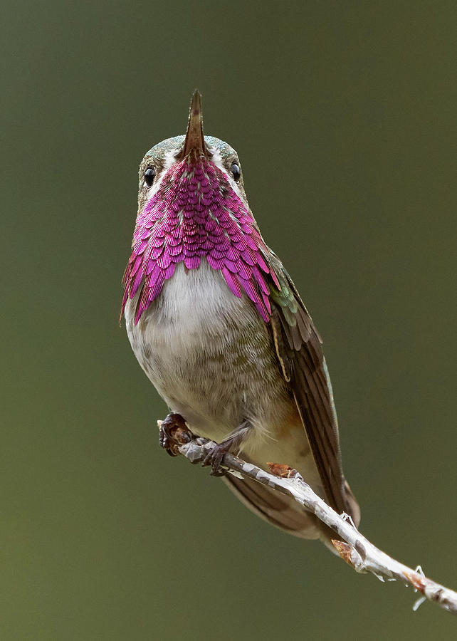 Birds Photograph - Calliope Hummingbird by Doug Herr Birds Photograph - Calliope Hummingbird by Doug Herr