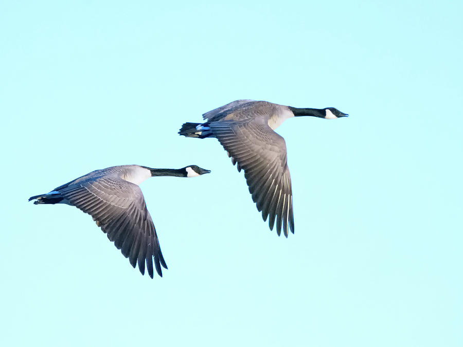 Canada Geese #5 Photograph by Tam Ryan