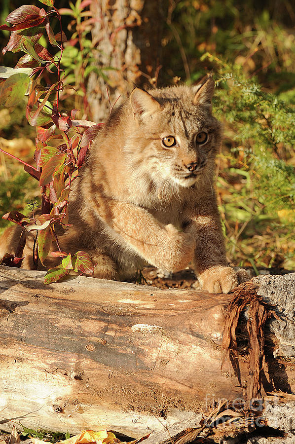 Canadian Lynx #5 Photograph by Dennis Hammer