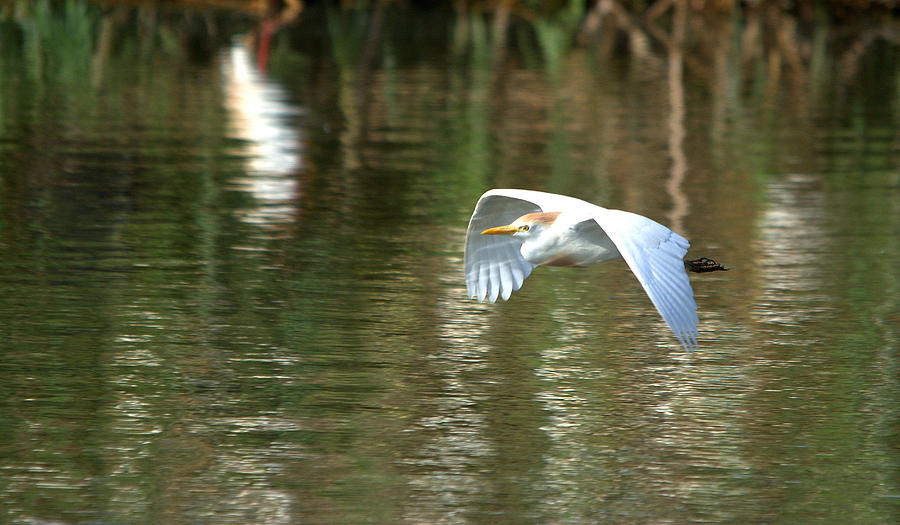 Cattle Egret In Flight Photograph By Roy Williams Fine Art America   5 Cattle Egret In Flight Roy Williams 