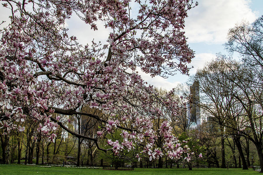 Central Park Spring Photograph