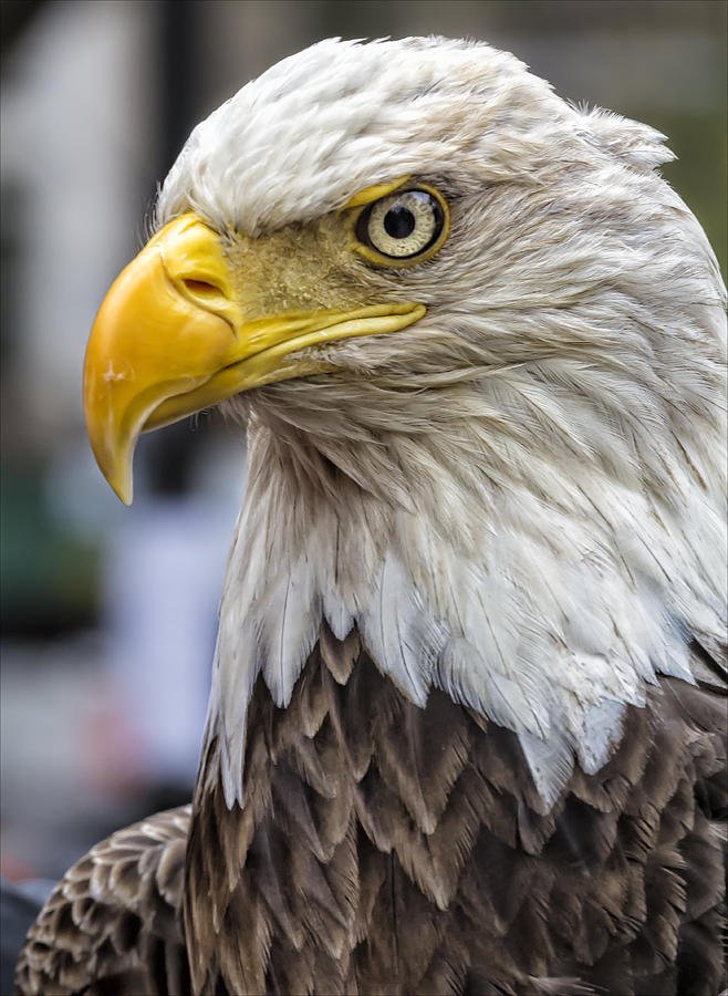 Challenger the Bald Eagle #5 Photograph by Robert Ullmann