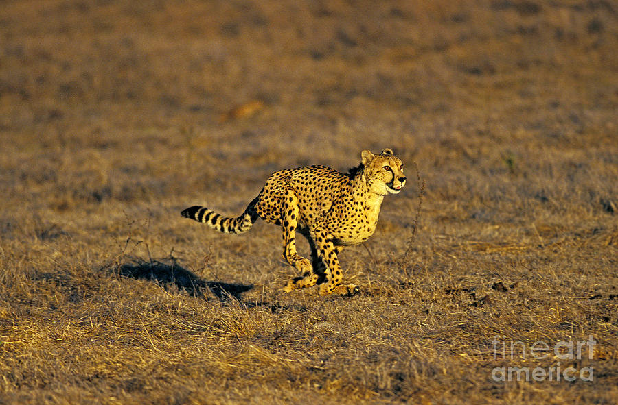 Cheetah Acinonyx Jubatus #5 Photograph by Gerard Lacz
