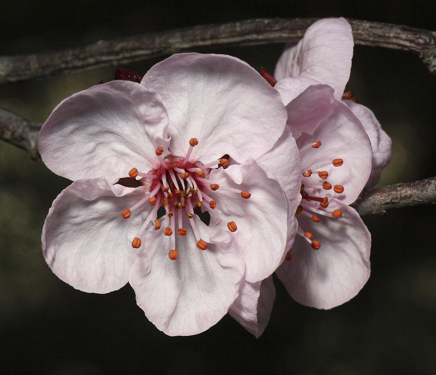 Cherry Blossom #5 Photograph by Masami Iida