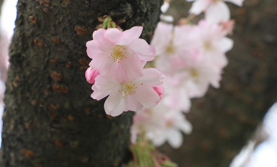 Nature Photograph - Cherry blossom #5 by Qin  Wang