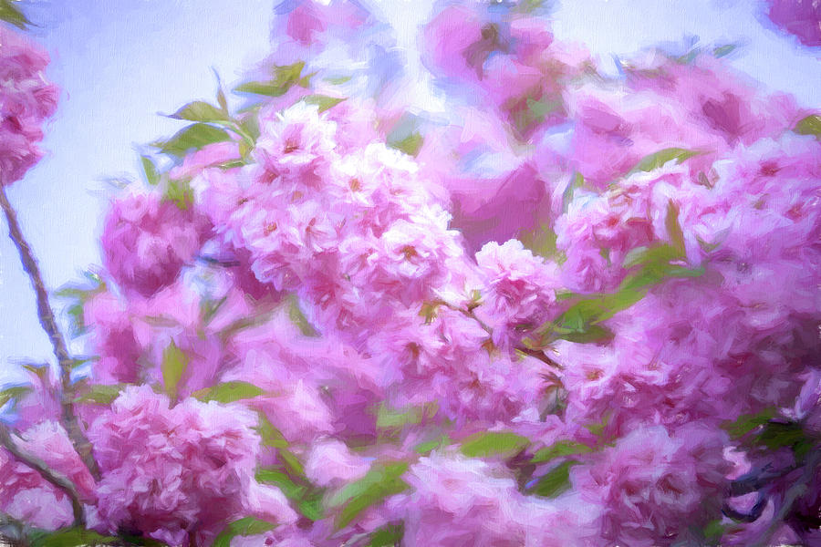 Cherry Blossoms #5 Photograph by June Marie Sobrito