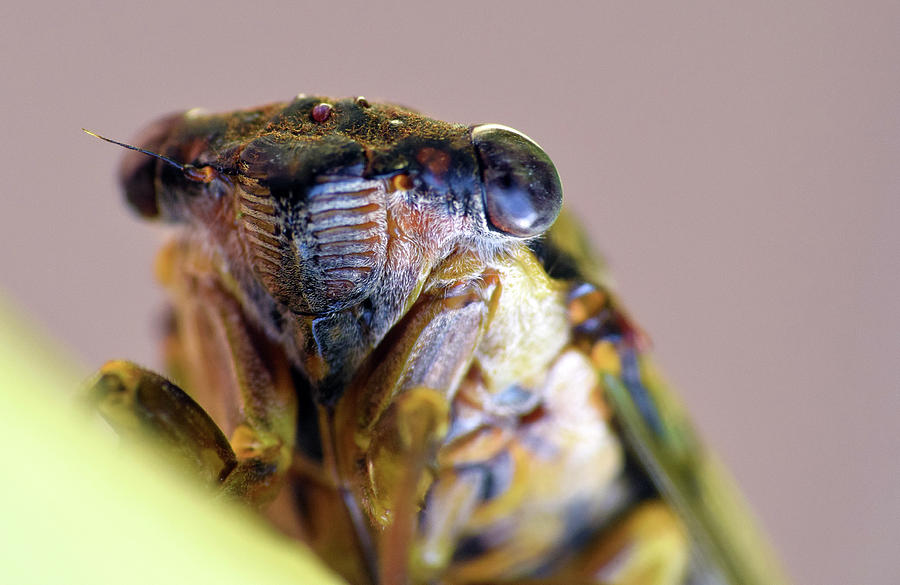 Cicada #5 Photograph by Larah McElroy