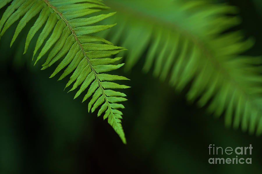 Close-up of Ferns  #5 Photograph by Jim Corwin