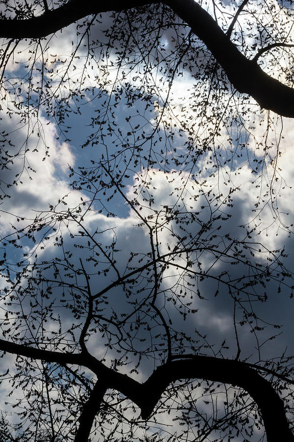 Clouds Trees and Sky #5 Photograph by Robert Ullmann
