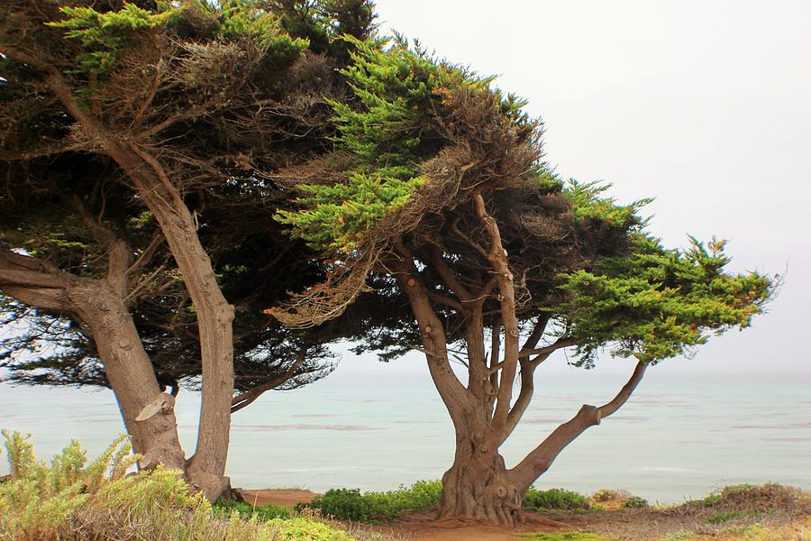 Coastal Trees #5 Photograph by Douglas Miller