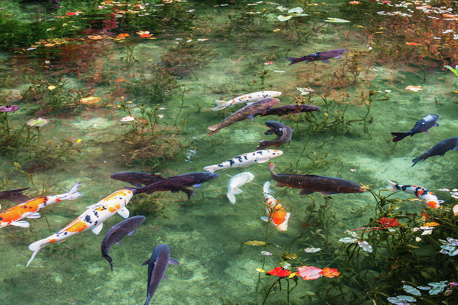 Colored Carp at Monets Pond #5 Photograph by Hisao Mogi