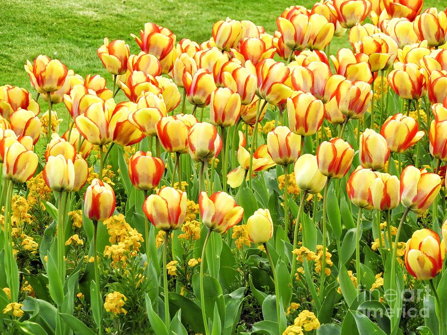 Colored Tulips Photograph