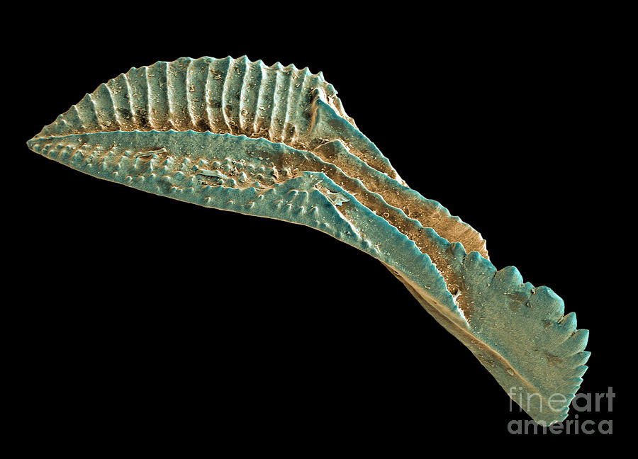 Conodont Tooth, Sem #5 Photograph by Ted Kinsman