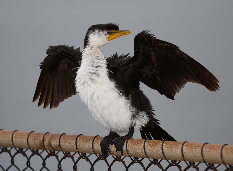 Cormorant #5 Photograph by Masami Iida