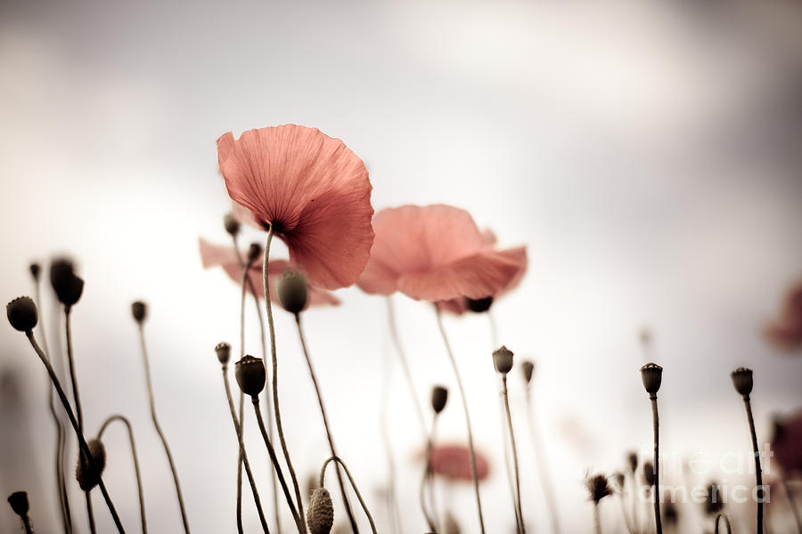 Poppy Photograph - Corn Poppy Flowers #5 by Nailia Schwarz