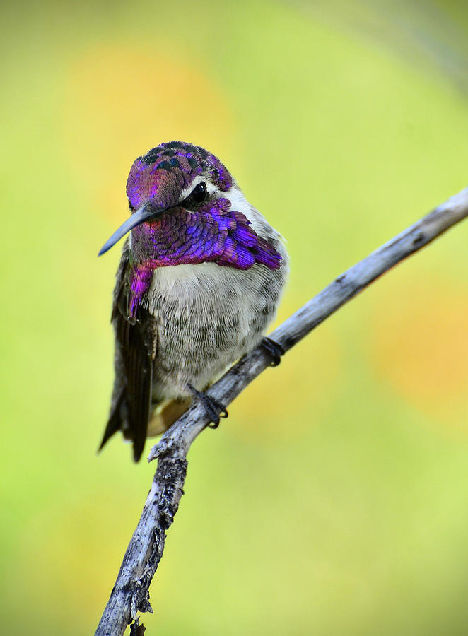 Costas Hummingbird  #5 Photograph by Saija Lehtonen
