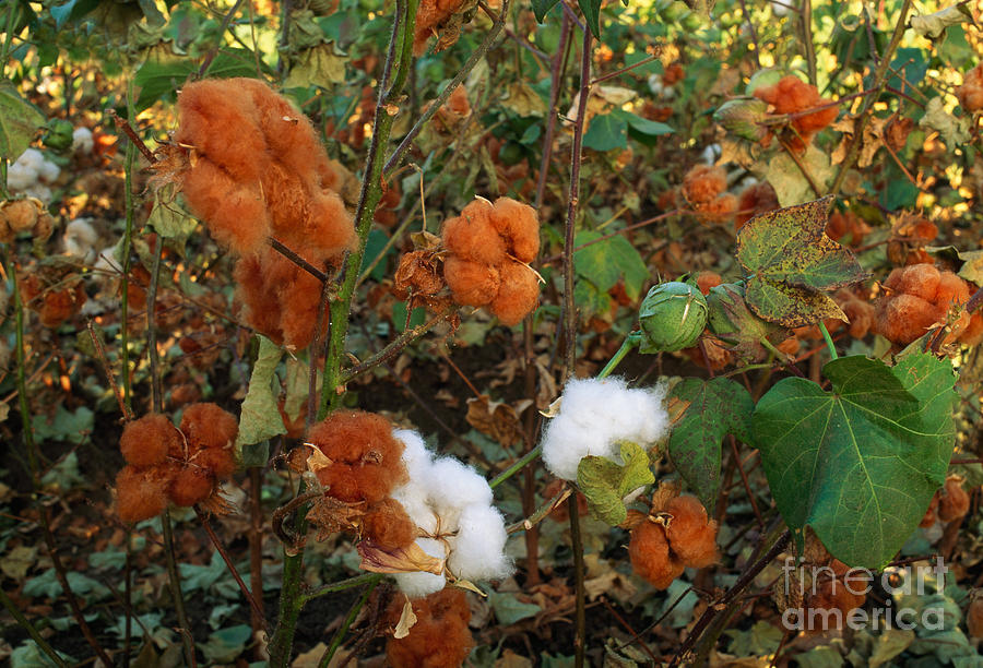 Cotton Bolls #5 Photograph by Inga Spence