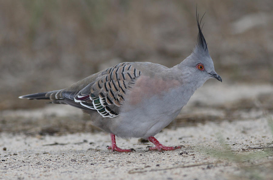Crested pigeon #5 Photograph by Masami Iida