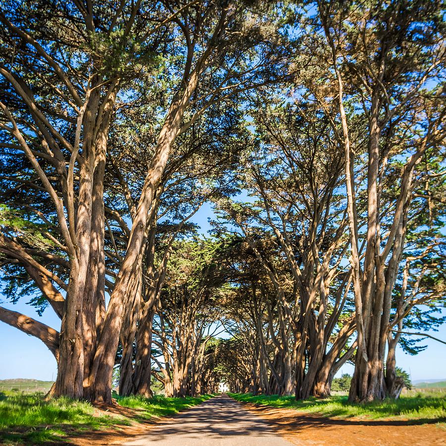 Cypres Tree Tunnel At Point Reyes  National Seashore #5 Photograph by Alex Grichenko
