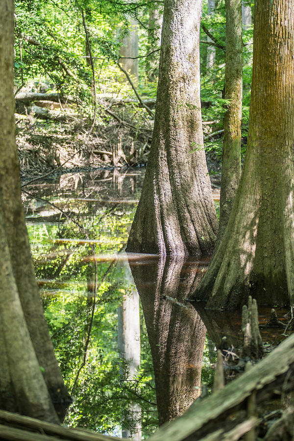 cypress forest and swamp of Congaree National Park in South Caro #5 Photograph by Alex Grichenko