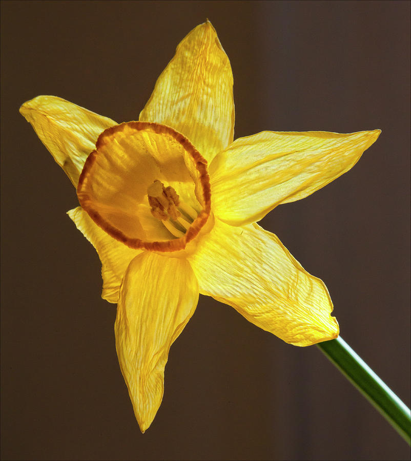 Daffodil Photograph