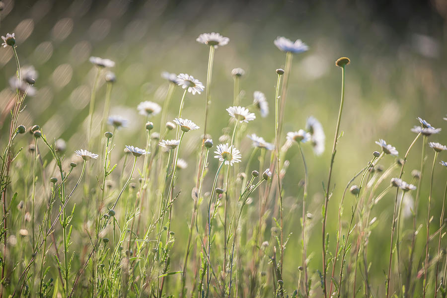 Daisy Flower Bloom On A Meadow In Summer #5 Photograph by Alex Grichenko