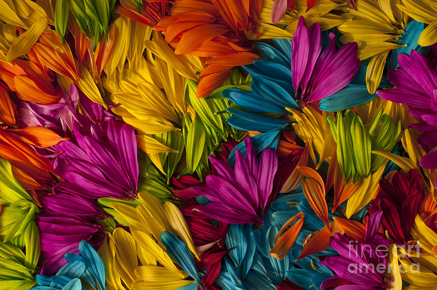 Daisy Petals Abstracts #5 Photograph by Jim Corwin