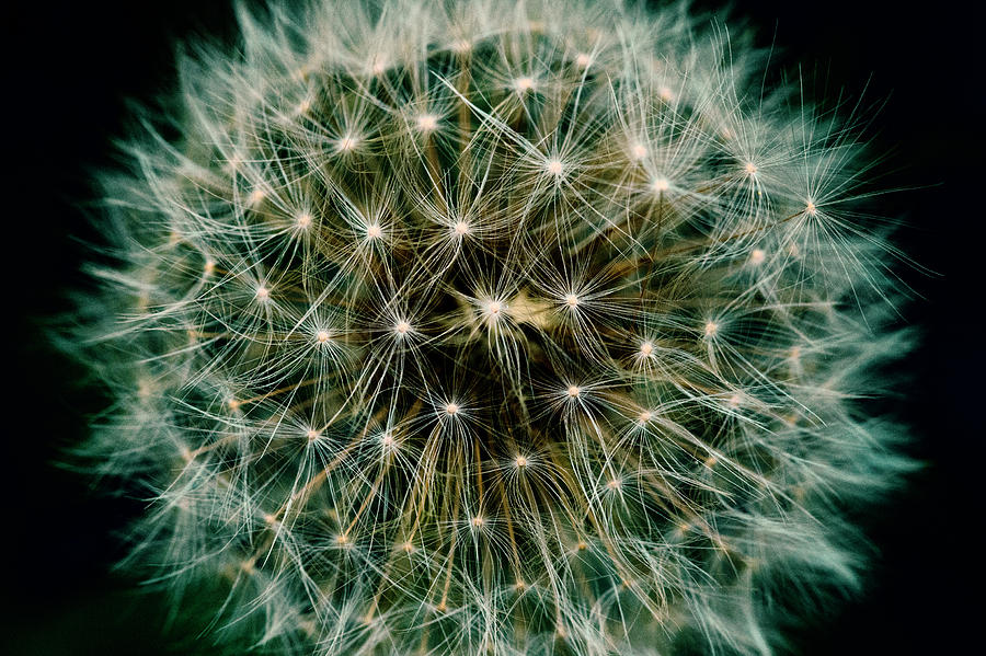 Dandelion #5 Photograph by Chevy Fleet