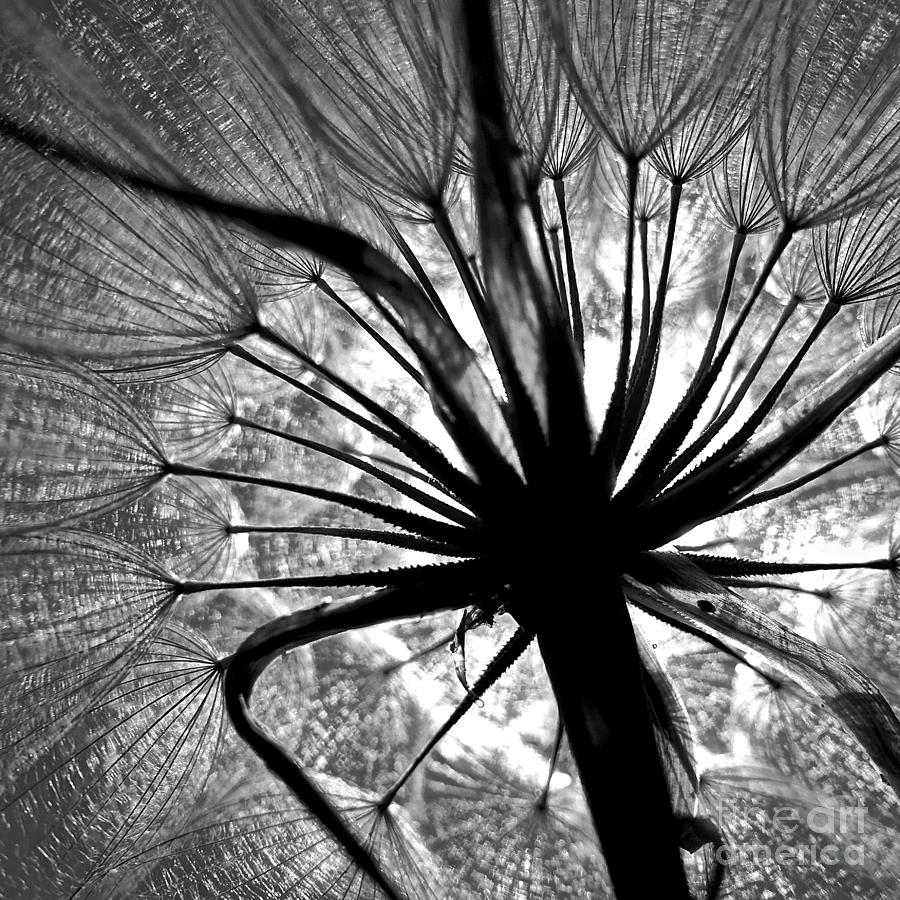 Dandelion #5 Photograph by Elisabeth Derichs
