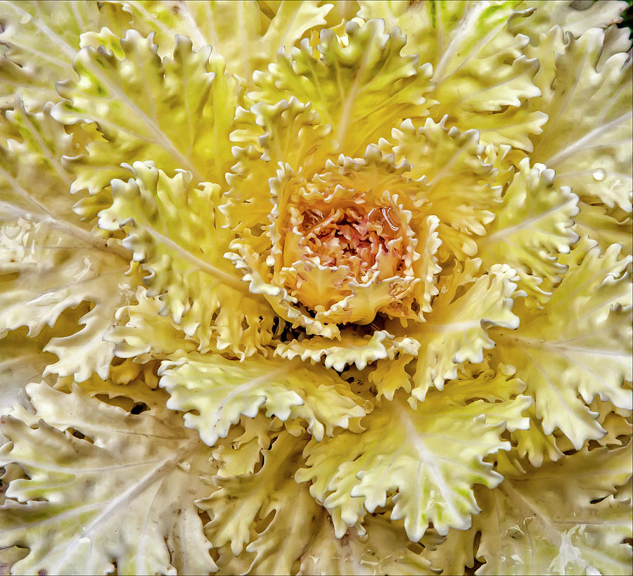 Decorative Cabbage #5 Photograph by Robert Ullmann