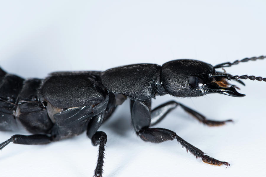 Devil's coach horse beetle on a white underground Photograph by Stefan ...