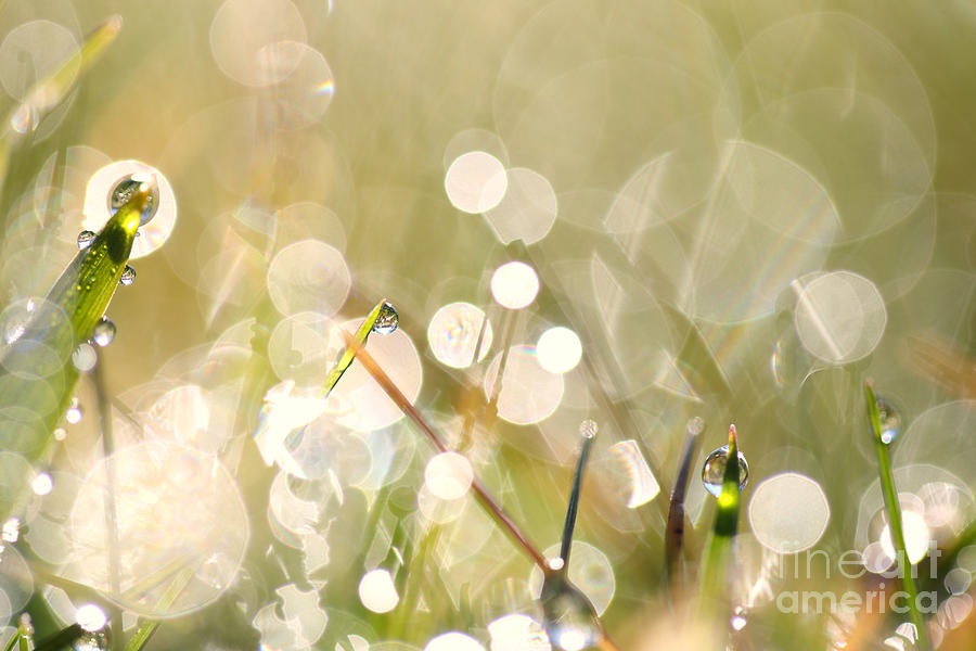 Nature Photograph - Dew In Grasses by Jana Behr