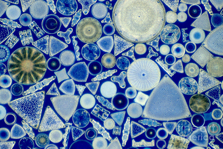 Diatoms #5 Photograph by M. I. Walker
